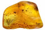 Detailed Fossil Fly (Diptera) In Baltic Amber - Excellent Eyes! #142257-3